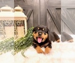 Small Photo #3 Rottweiler Puppy For Sale in SHREVE, OH, USA