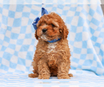 Small #1 Cavapoo (Miniature)