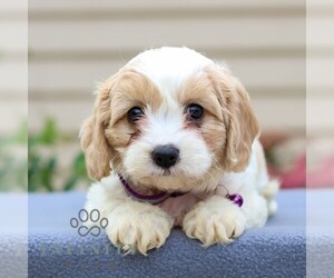 Cavachon Puppy for sale in ANNVILLE, PA, USA