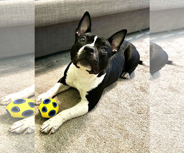Medium Photo #14 American Staffordshire Terrier-Boston Terrier Mix Puppy For Sale in North Olmsted, OH, USA