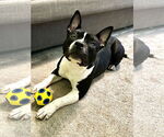 Small #13 American Staffordshire Terrier-Boston Terrier Mix