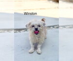 Winston # - Male Mutt Dog for Adoption - Small photo