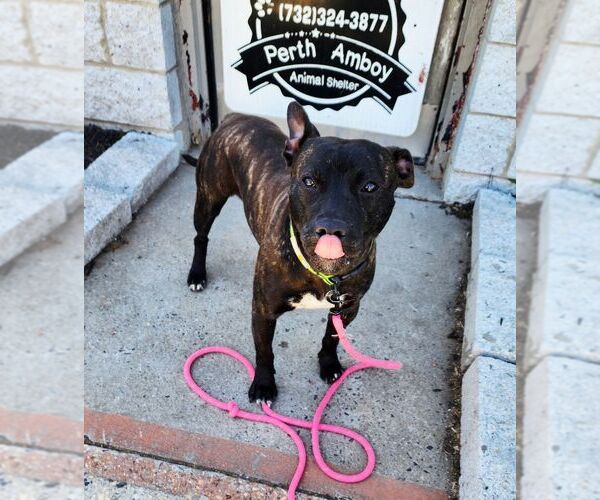 Medium Photo #2 American Staffordshire Terrier-Unknown Mix Puppy For Sale in Perth Amboy, NJ, USA