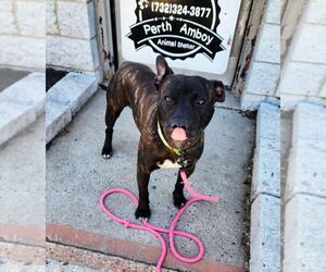 American Staffordshire Terrier-Unknown Mix Dogs for adoption in Perth Amboy, NJ, USA