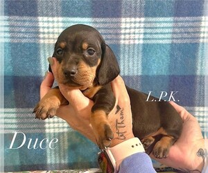 Dachshund Puppy for sale in WINNSBORO, LA, USA