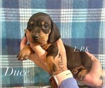 Small Photo #1 Dachshund Puppy For Sale in WINNSBORO, LA, USA