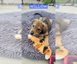Small #2 Mutt