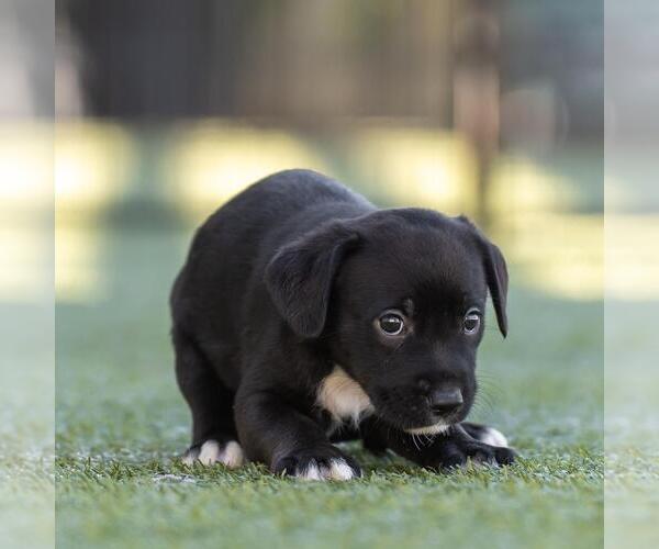 Medium Photo #2 Dachshund-Unknown Mix Puppy For Sale in San Diego, CA, USA