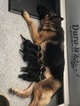 Small Photo #4 German Shepherd Dog Puppy For Sale in LOX, FL, USA