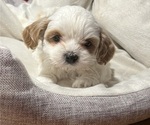 Small Shih Tzu-Shih-Poo Mix