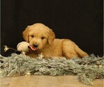 Puppy Donner Golden Retriever