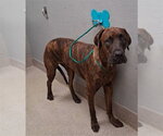 Small Mastiff Mix