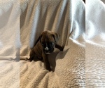 Small Photo #3 Boxer Puppy For Sale in PLEASANT HILL, IL, USA
