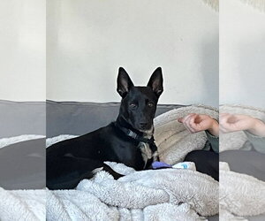Indigo - Indeed a Good Boy! - Male Mutt Dog for Adoption - Photo #16