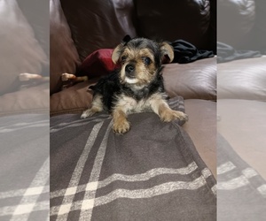 Morkie Puppy for sale in PITTSBURGH, PA, USA