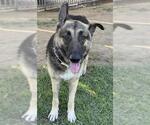 Small #1 German Shepherd Dog