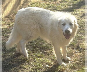 261486  Ami - Female Great Pyrenees Dog for Adoption - Photo #2