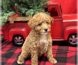 Poodle (Miniature) Puppy for sale in DUNDEE, OH, USA