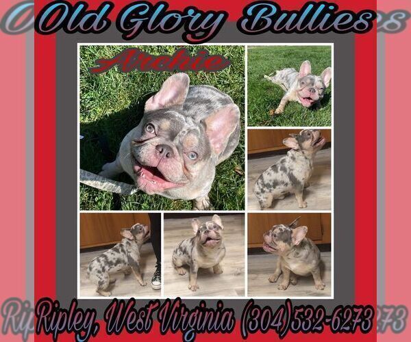 Full screen Photo #1 French Bulldog Puppy For Sale in RIPLEY, WV, USA