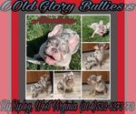 Small Photo #1 French Bulldog Puppy For Sale in RIPLEY, WV, USA