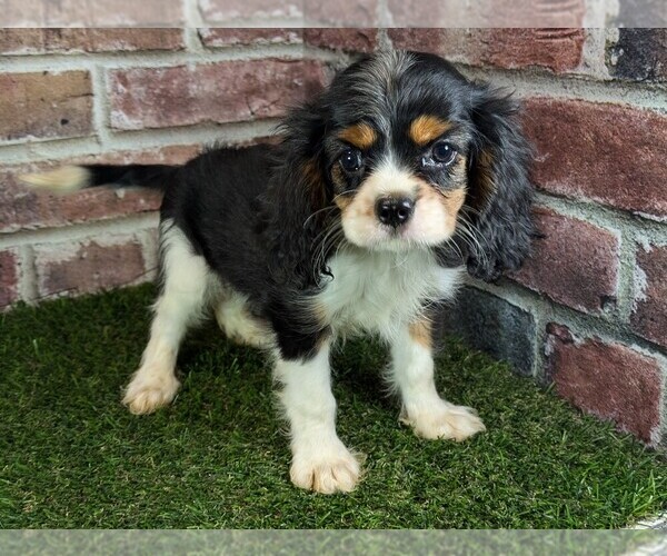 Medium Photo #6 Cavalier King Charles Spaniel Puppy For Sale in MOBERLY, MO, USA