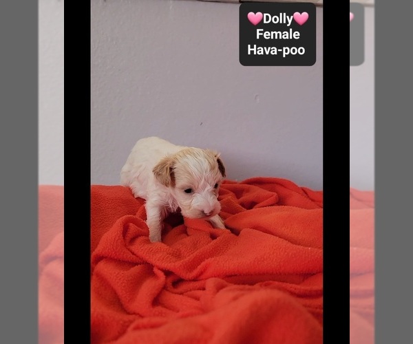 Medium Photo #2 Havapoo Puppy For Sale in TUCSON, AZ, USA