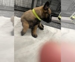 Small Photo #77 Belgian Malinois Puppy For Sale in REESEVILLE, WI, USA