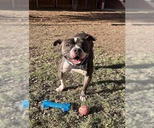 Mutt Dogs for adoption in Plano, TX, USA