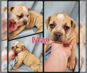 Olde English Bulldogge Puppy for sale in WHEELER, MI, USA