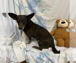 Small Chihuahua