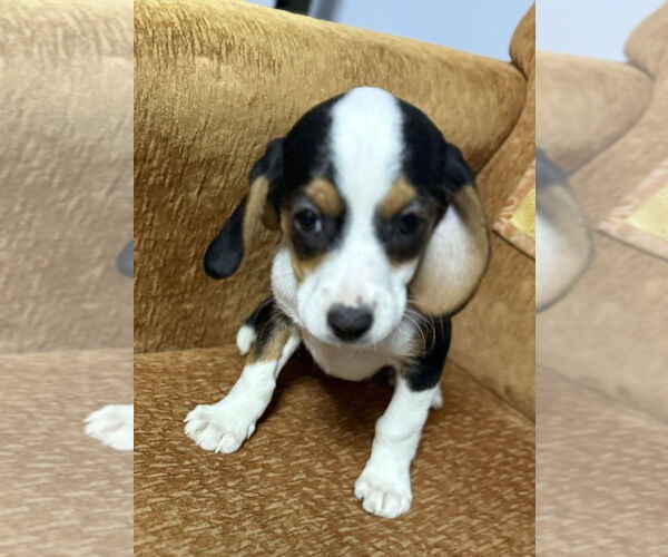 Medium Photo #1 Beagle-Unknown Mix Puppy For Sale in Mundelein, IL, USA