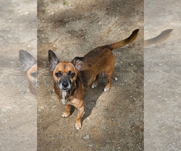 Medium Photo #2 Jack Chi Puppy For Sale in Rockaway, NJ, USA