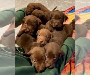 Labrador Retriever Puppy for sale in SHAWANO, WI, USA