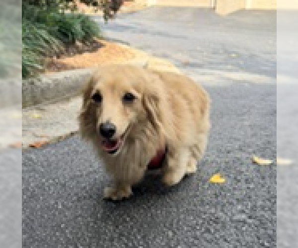 Medium Photo #1 Dachshund-Unknown Mix Puppy For Sale in Decatur, GA, USA