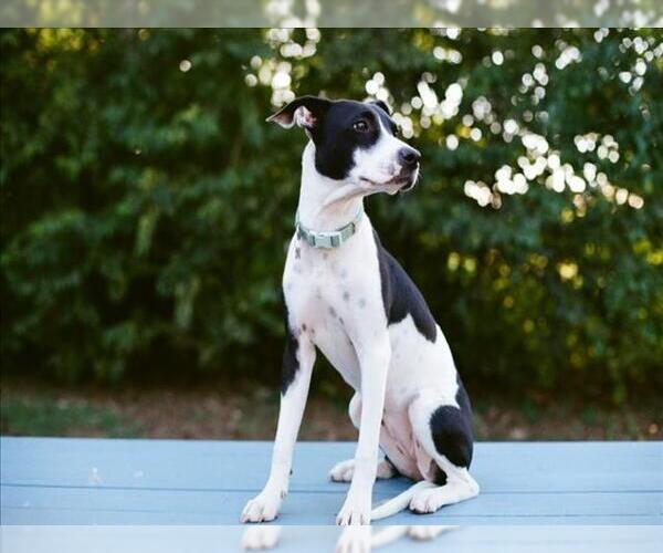 Medium Photo #2 Mutt Puppy For Sale in Tulsa, OK, USA