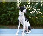 Small #1 Mutt