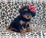 Small #10 YorkiePoo