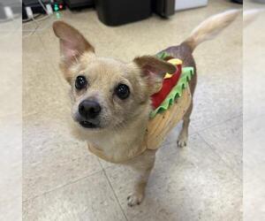 Chihuahua-Unknown Mix Dogs for adoption in Camarillo, CA, USA
