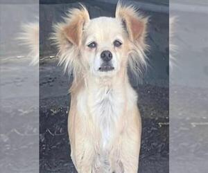 Chihuahua Dogs for adoption in Tracy, CA, USA