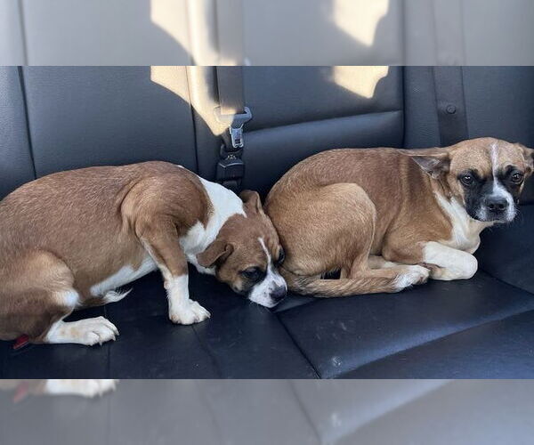 Medium Photo #4 Boxer-Unknown Mix Puppy For Sale in Burnsville, MN, USA