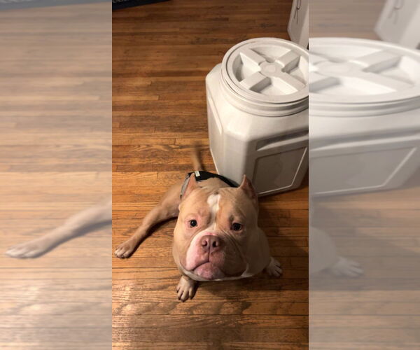 Medium Photo #4 Bull Terrier Puppy For Sale in Minneapolis, MN, USA