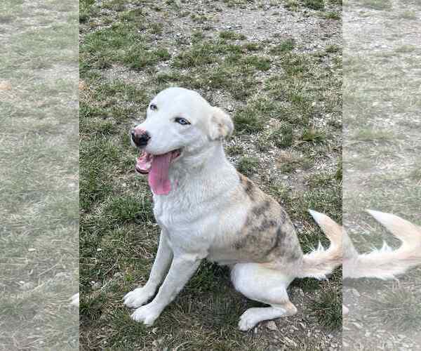 Medium Photo #3 Catahoula Leopard Dog-Siberian Husky Mix Puppy For Sale in Crandall, GA, USA
