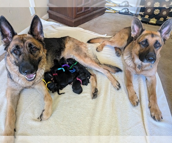 Medium Photo #4 German Shepherd Dog Puppy For Sale in OAK GROVE, OR, USA