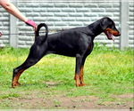 Small Photo #1 Doberman Pinscher Puppy For Sale in LAKELAND, FL, USA