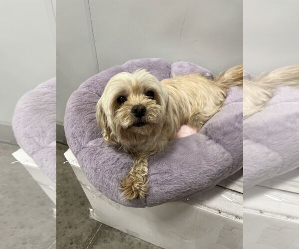 Medium Photo #2 Shih Tzu Puppy For Sale in Pipe Creek, TX, USA