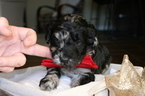 Small Photo #3 Aussiedoodle-Poodle (Standard) Mix Puppy For Sale in ENTERPRISE, AL, USA