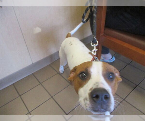 Medium Photo #1 American Pit Bull Terrier Puppy For Sale in Ocala, FL, USA