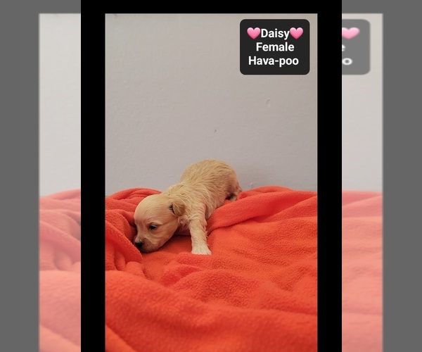 Medium Photo #3 Havapoo Puppy For Sale in TUCSON, AZ, USA
