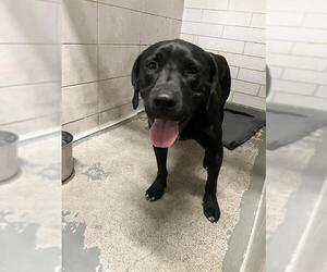 American Pit Bull Terrier-Labrador Retriever Mix Dogs for adoption in Stockton, CA, USA