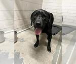 Small American Pit Bull Terrier-Labrador Retriever Mix
